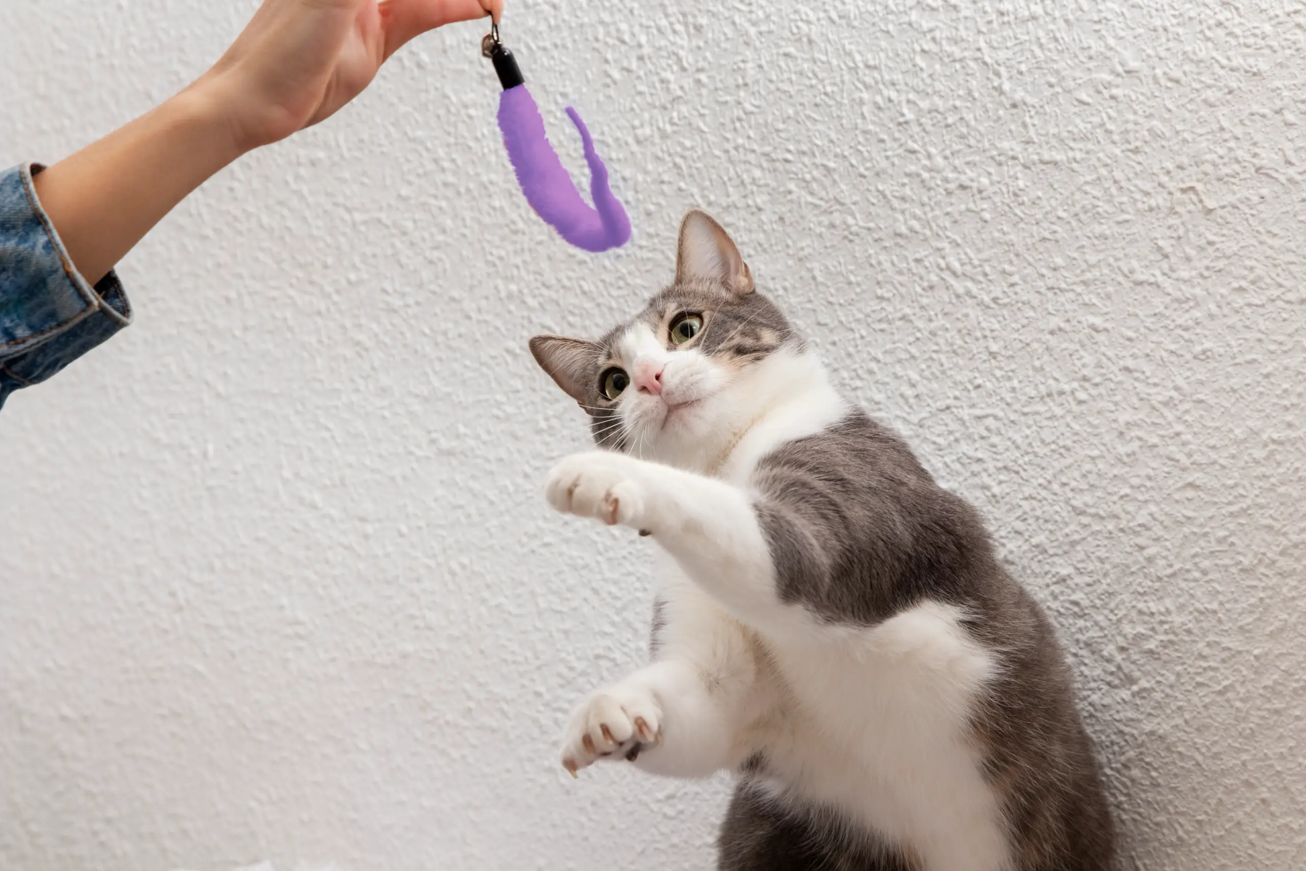 Vì sao nên tẩy giun cho mèo? 