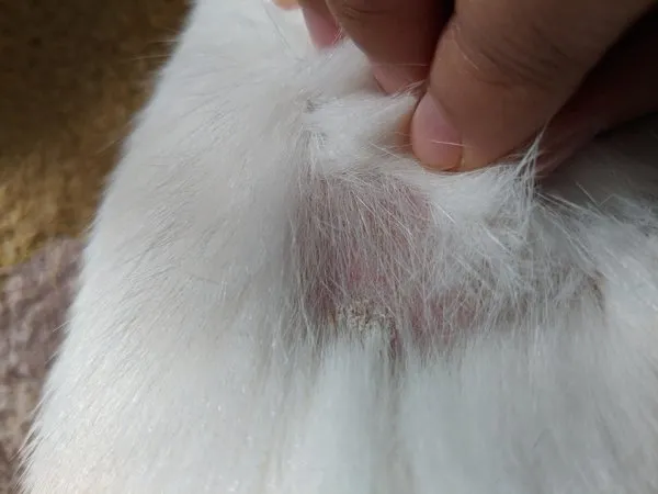 Dấu hiệu bệnh nấm da ở mèo 