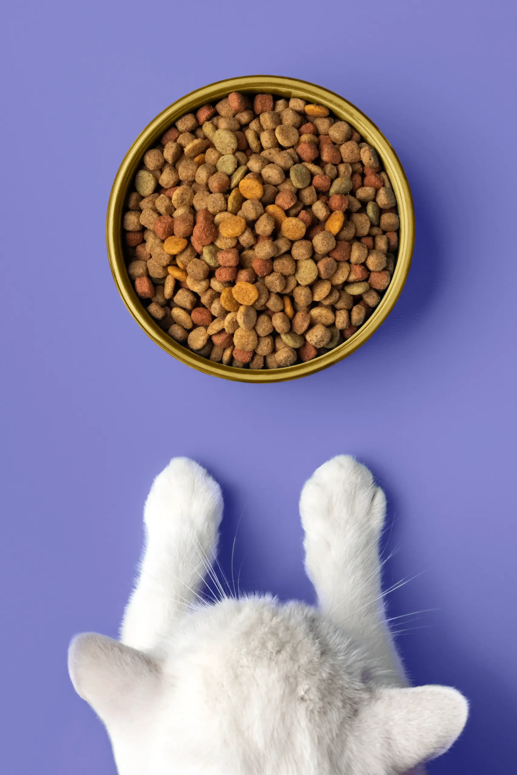 Bật mí cách sử dụng thức ăn hạt cho mèo hiệu quả 