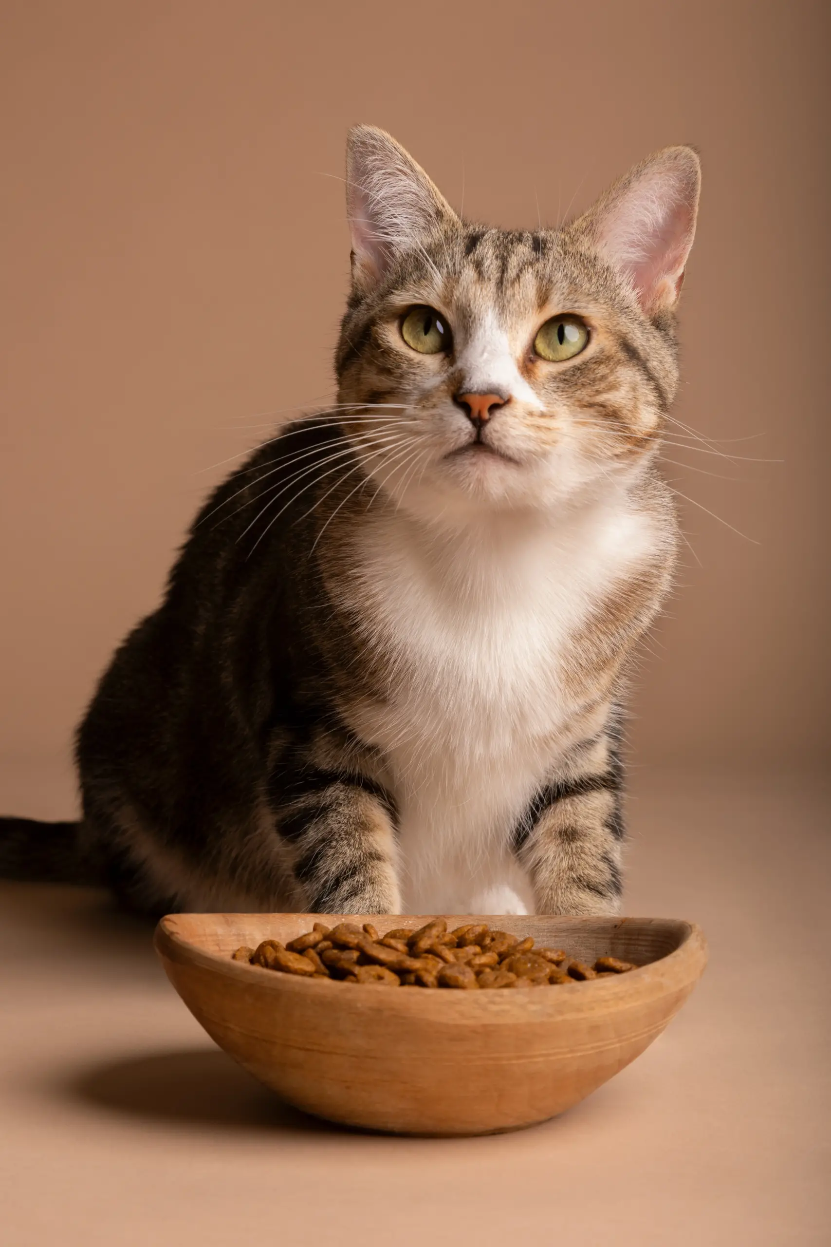 Những lợi ích khi sử dụng thức ăn khô cho mèo