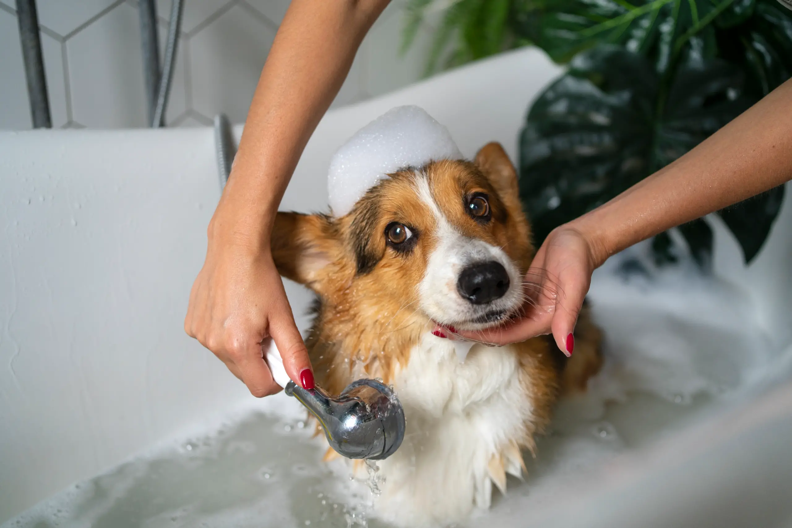 Tắm cho cún con đúng cách 