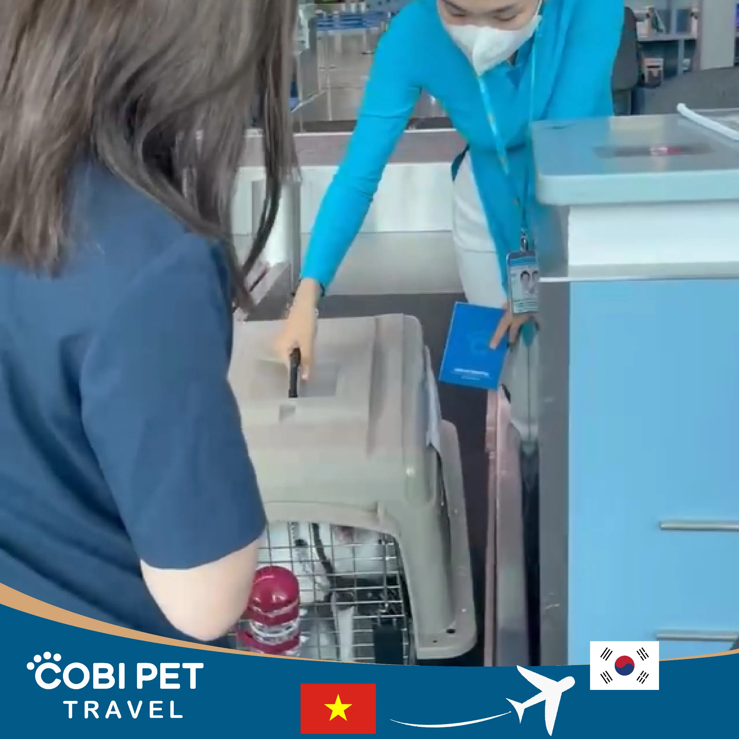 Cobi Pet Travel thủ tục check-in tại sân bay