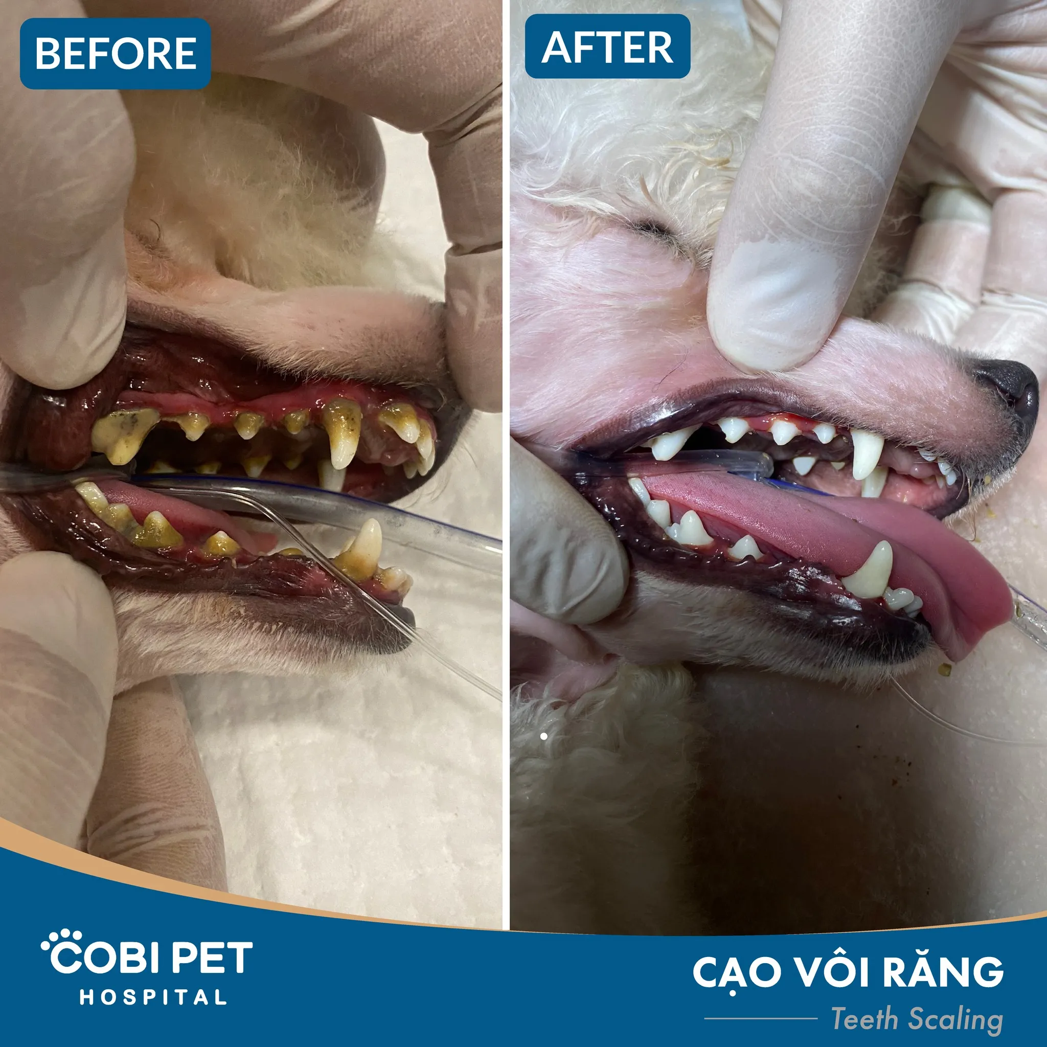 Cạo vôi răng tại Cobi Pet Hospital