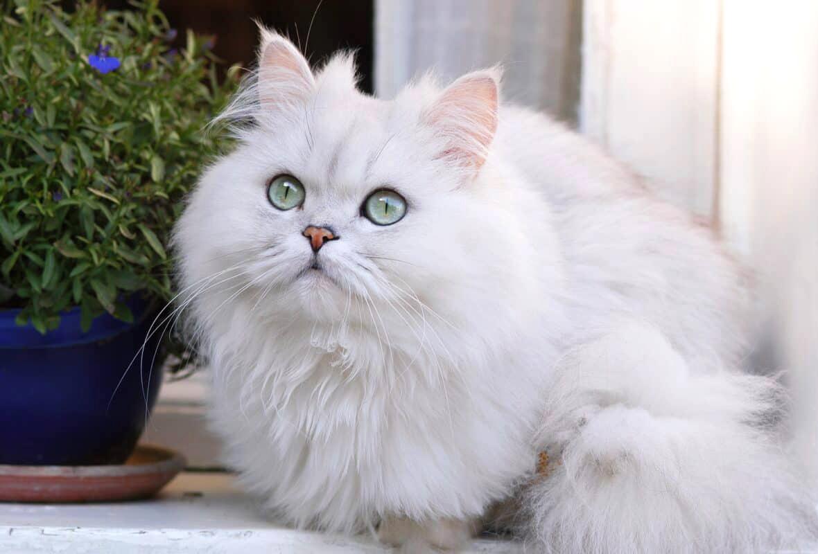 Giống Mèo Ba Tư (Persian Cat)