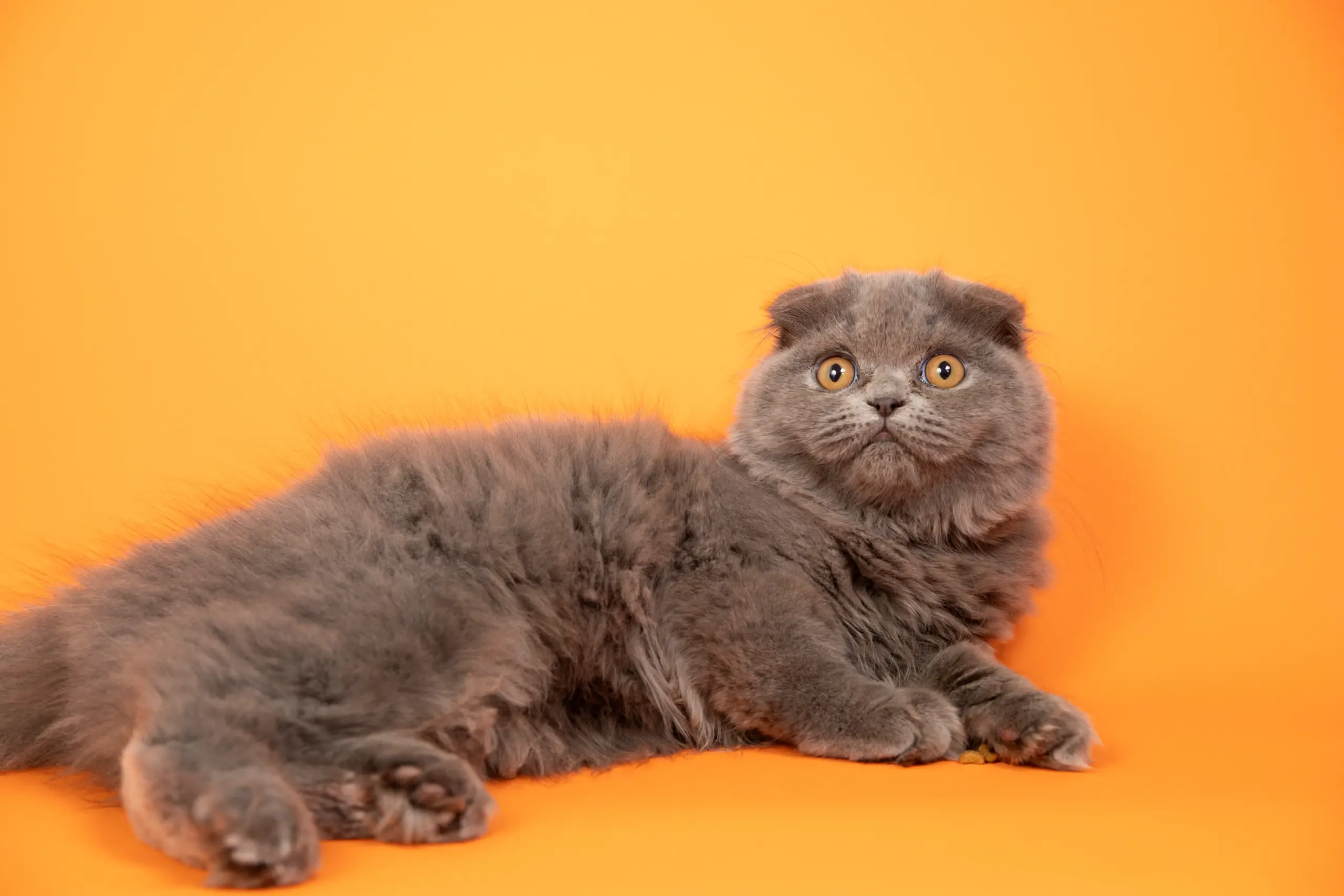 Giống Mèo Scottish Fold