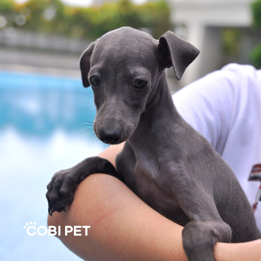 Italian Greyhound Cobi Pet