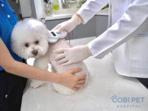 Bệnh thường gặp ở chó mèo - Bệnh viện thú y quận 7 - cobi pet hospital