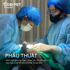 Bệnh viện thú y Cobi Pet Hospital với đội ngũ bác sĩ giàu kinh nghiệm chăm sóc sức khỏe thú cưng.