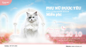 Siêu ưu đãi tháng 10 - Cobi Pet Hospital & Store