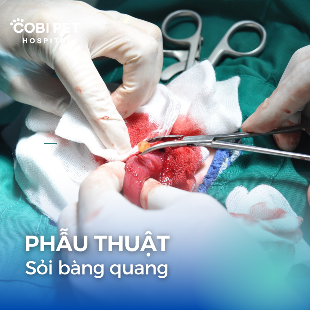 phẫu thuật sỏi bàng quang ở cún