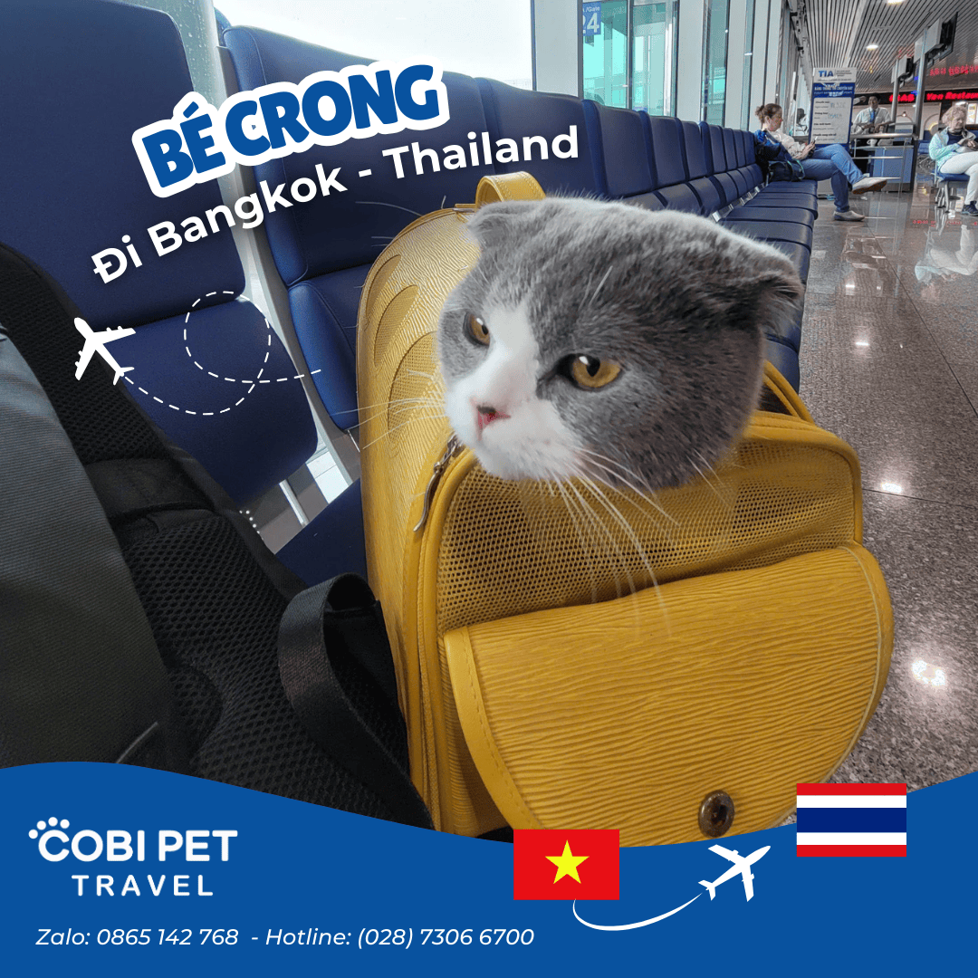 Vận chuyển thú cưng