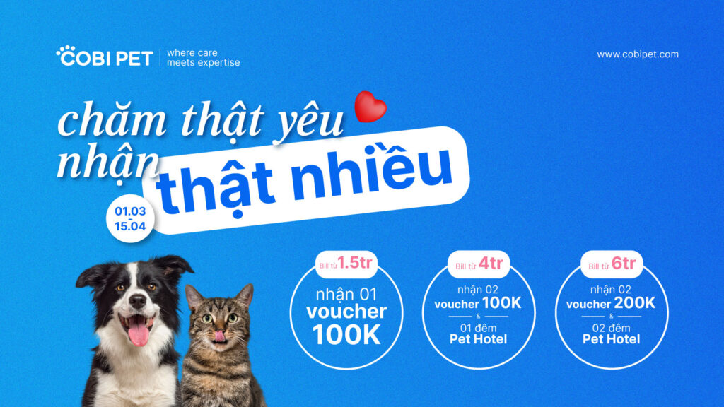 Bệnh viện thú y Cobi Pet khu vực Phú Mỹ Hưng và Thảo Điền với dịch vụ pet hotel và grooming dịp 8/3