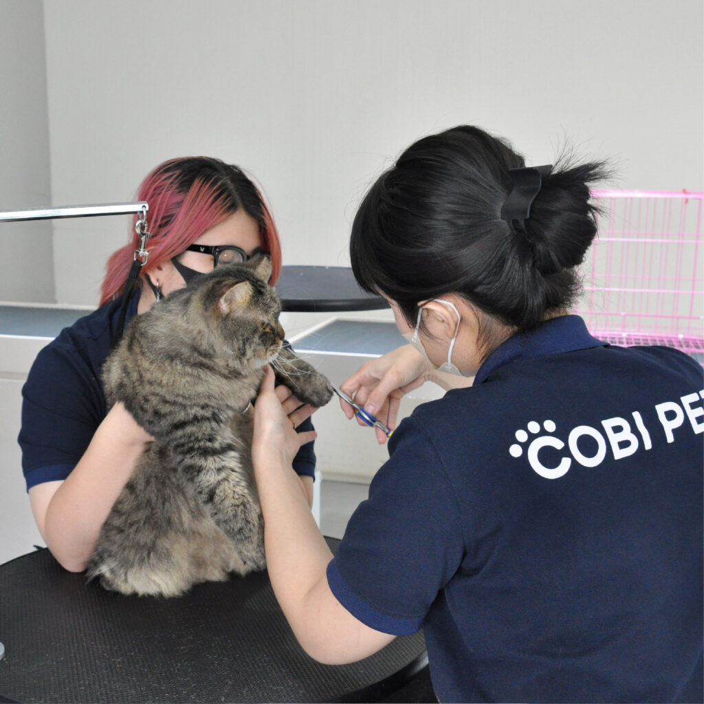 Nhân viên Cobi Pet chăm sóc và tỉa móng cho mèo trong dịch vụ Grooming Spa chuyên nghiệp.